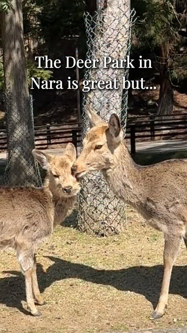Nara's Underrated Temples With Fewer Crowds