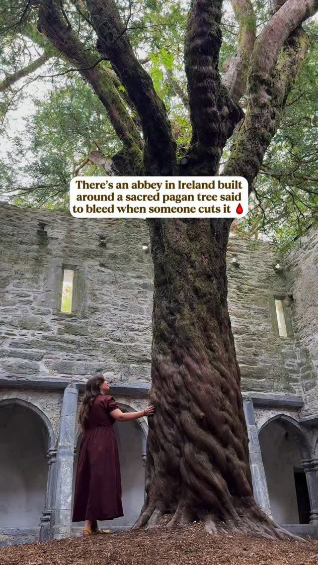 Killarney National Park Yew Tree Legends