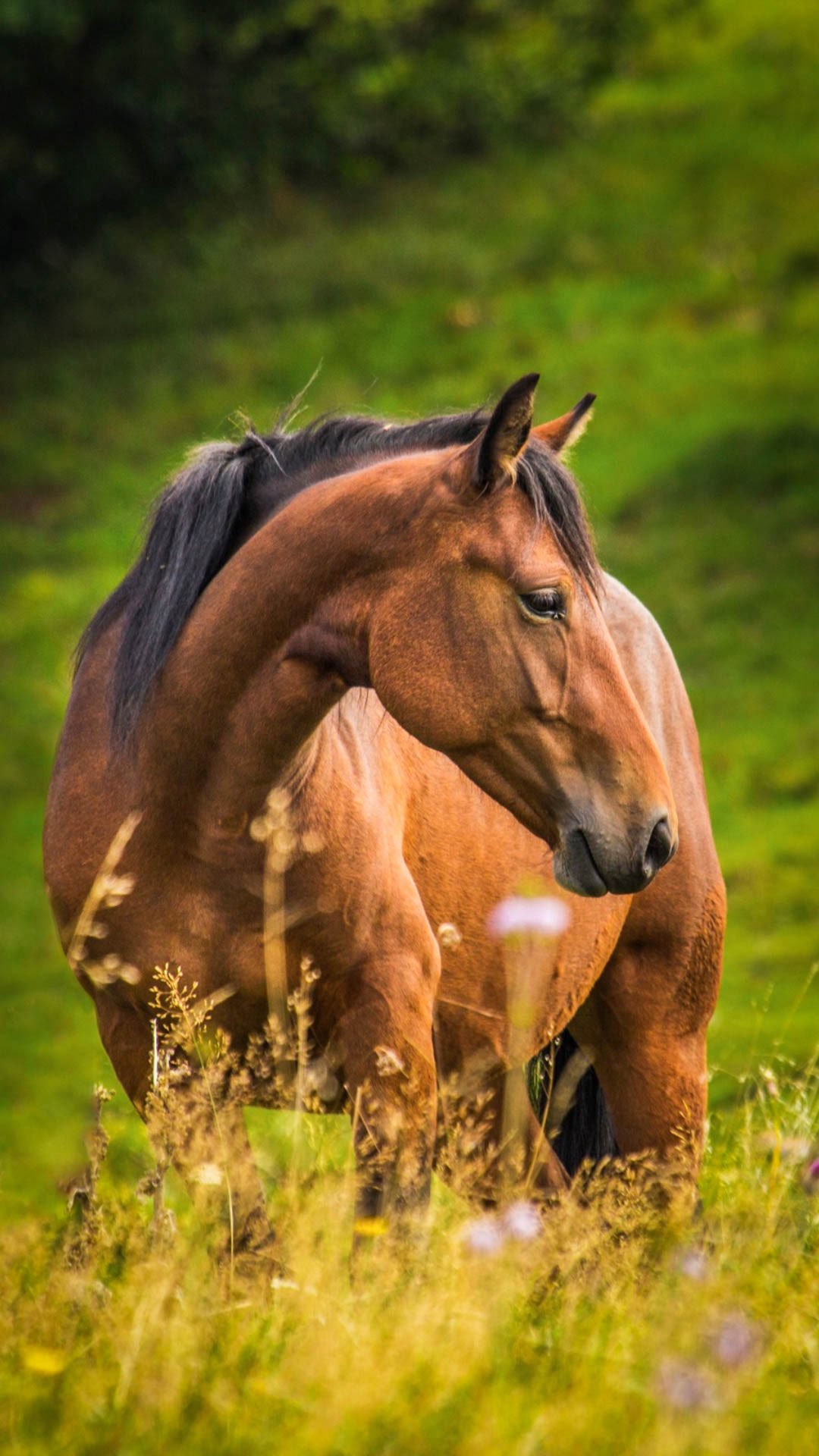 Wild Garrano Horses Roam Peneda-Gerês National Park