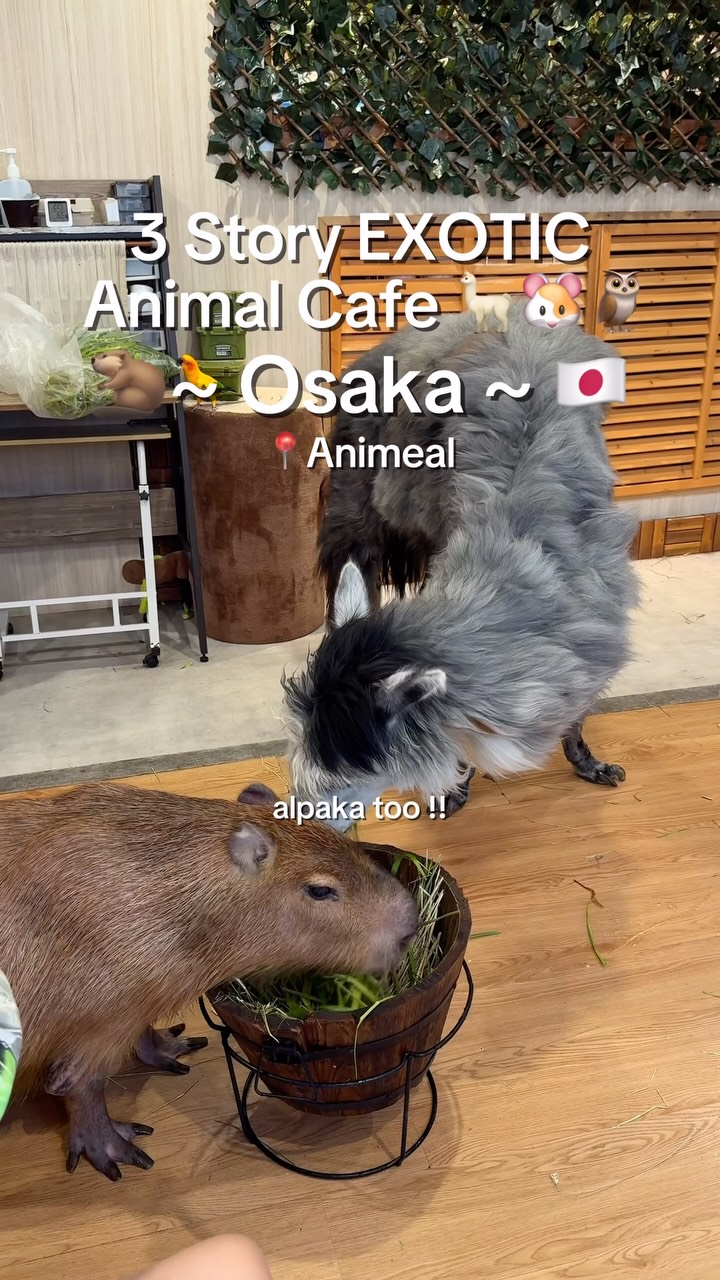 Osaka Animal Cafe Offers Unique Dining Experience