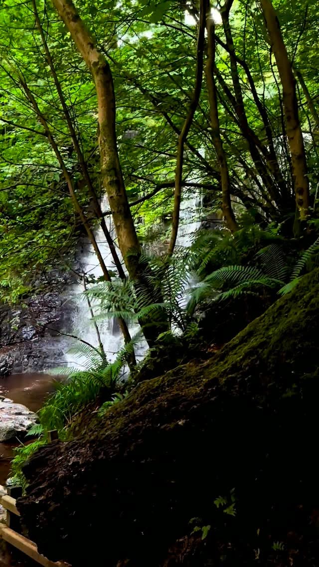 Glenariff Forest Park: A Northern Ireland Gem