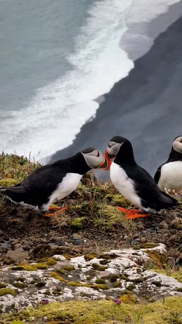 Iceland's Puffin Cliffs And Black Sand Beaches