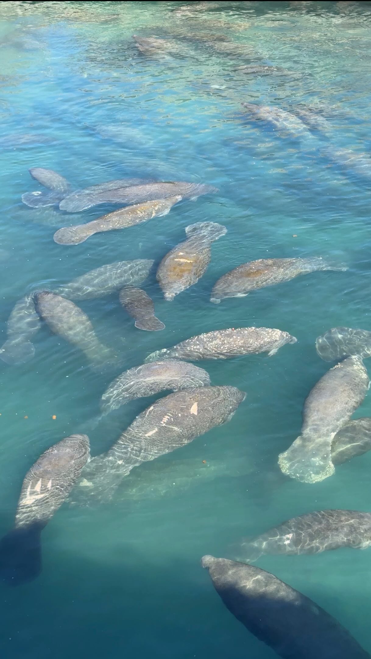 Free Manatee Viewing Experience In Florida