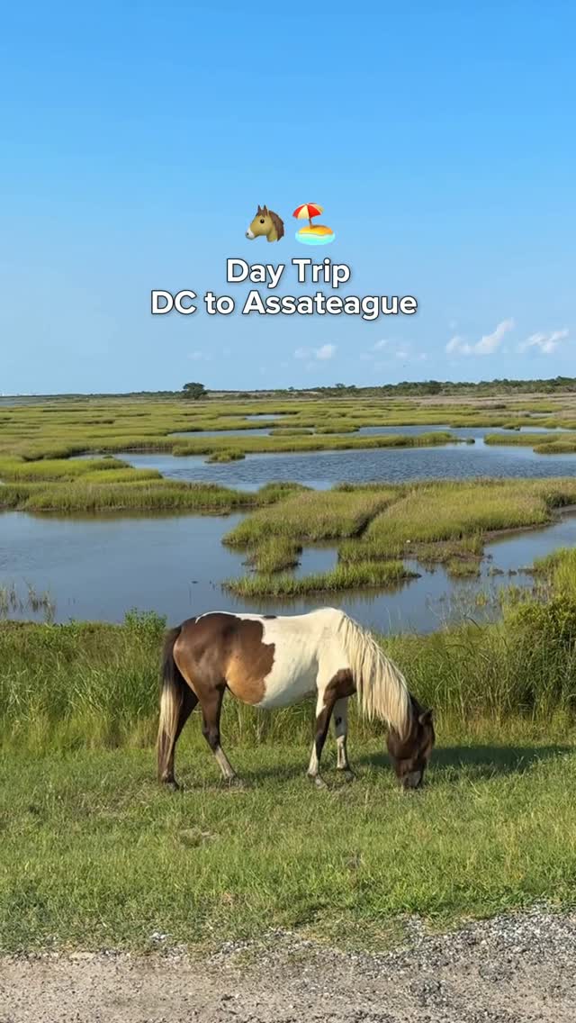 Coastal Escapes With Wild Horses Near DC