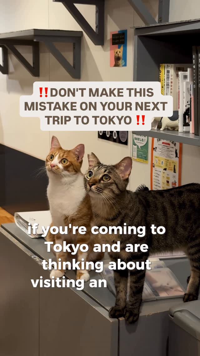 Neko Republic: Tokyo Cat Cafe For Cat Rescue
