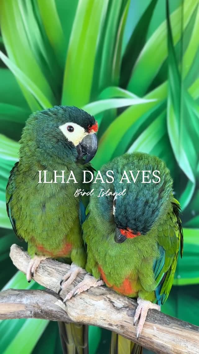 Ilha das Aves: Madeira's Bird Sanctuary