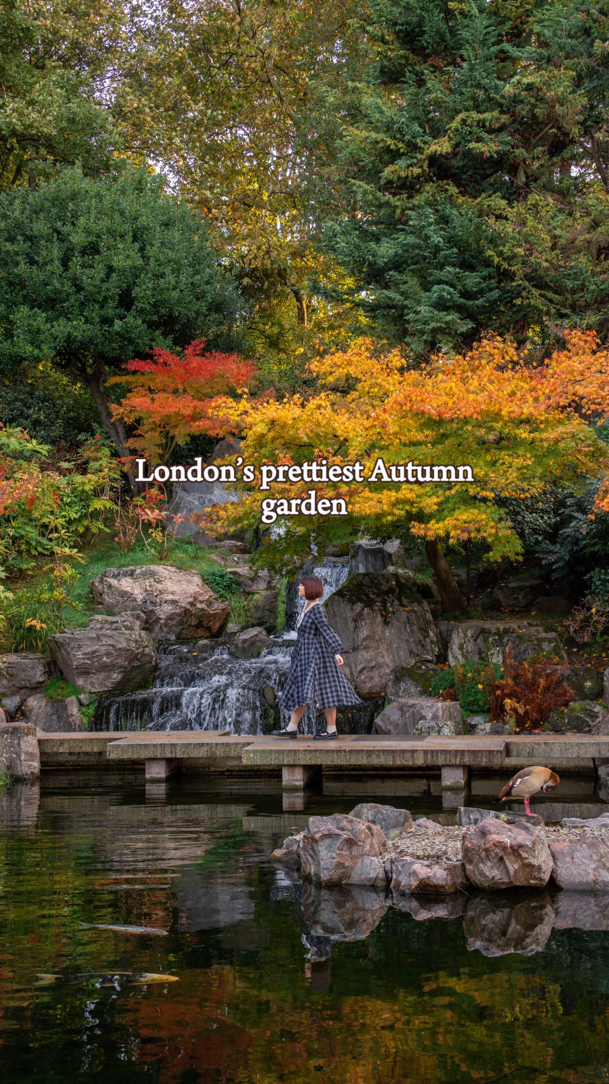 Kyoto Garden's Autumn Colors in London