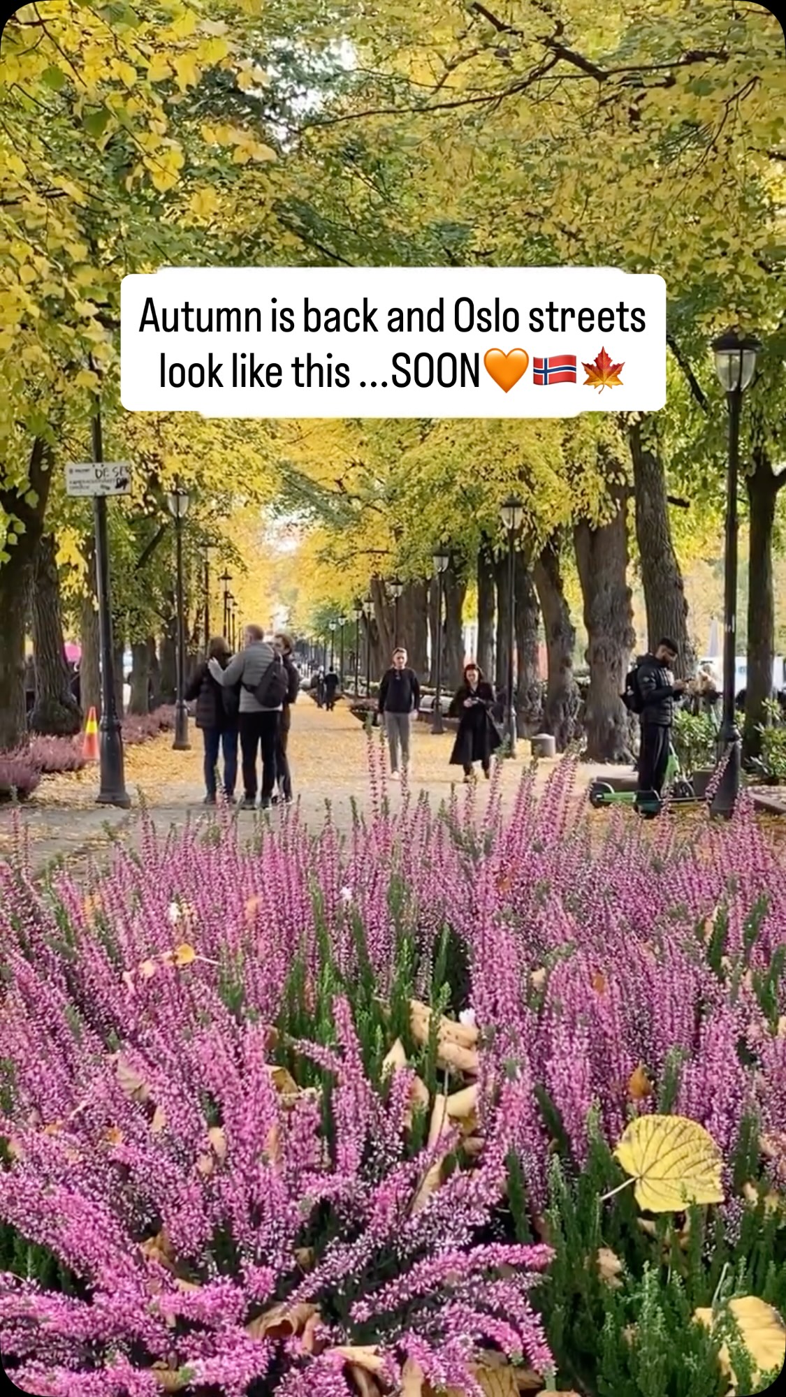 Oslo Streets Transform In Autumnal Glow