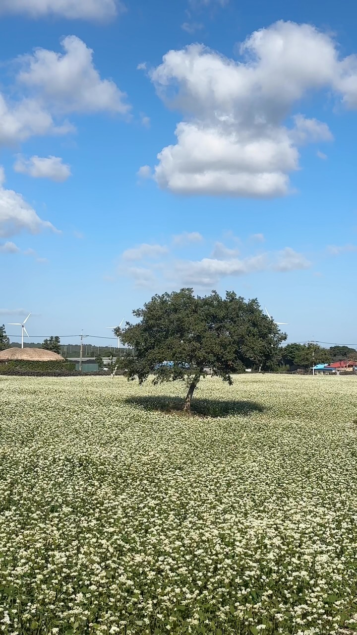 Jeju Island's Buckwheat Fields and Folk Village