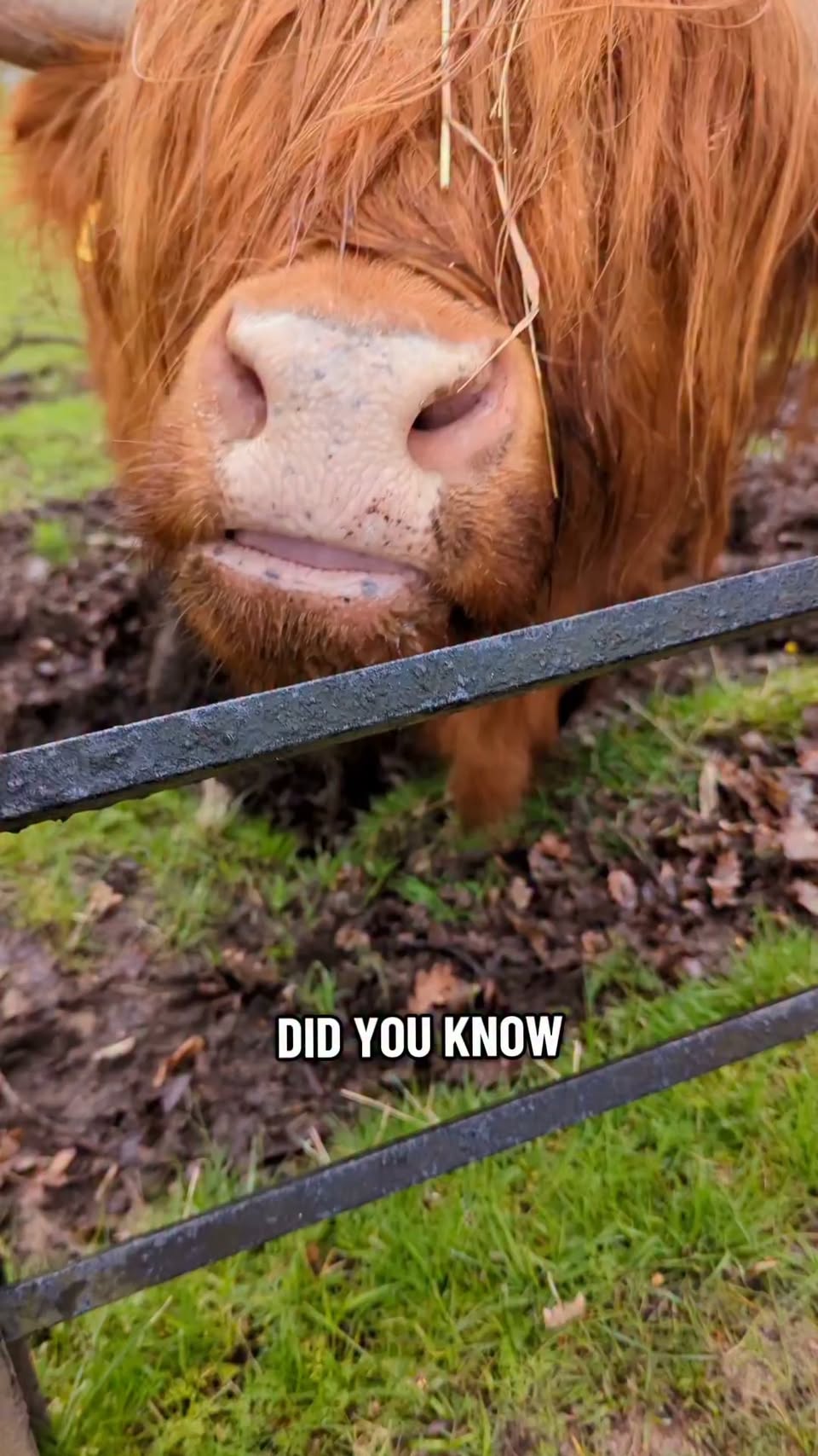 See Free Highland Cows At Glasgow Park