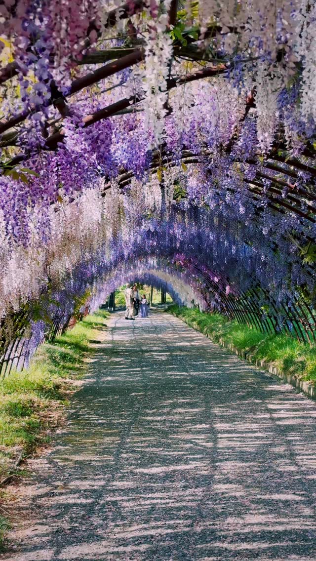Fukuoka's Stunning Wisteria Tunnels