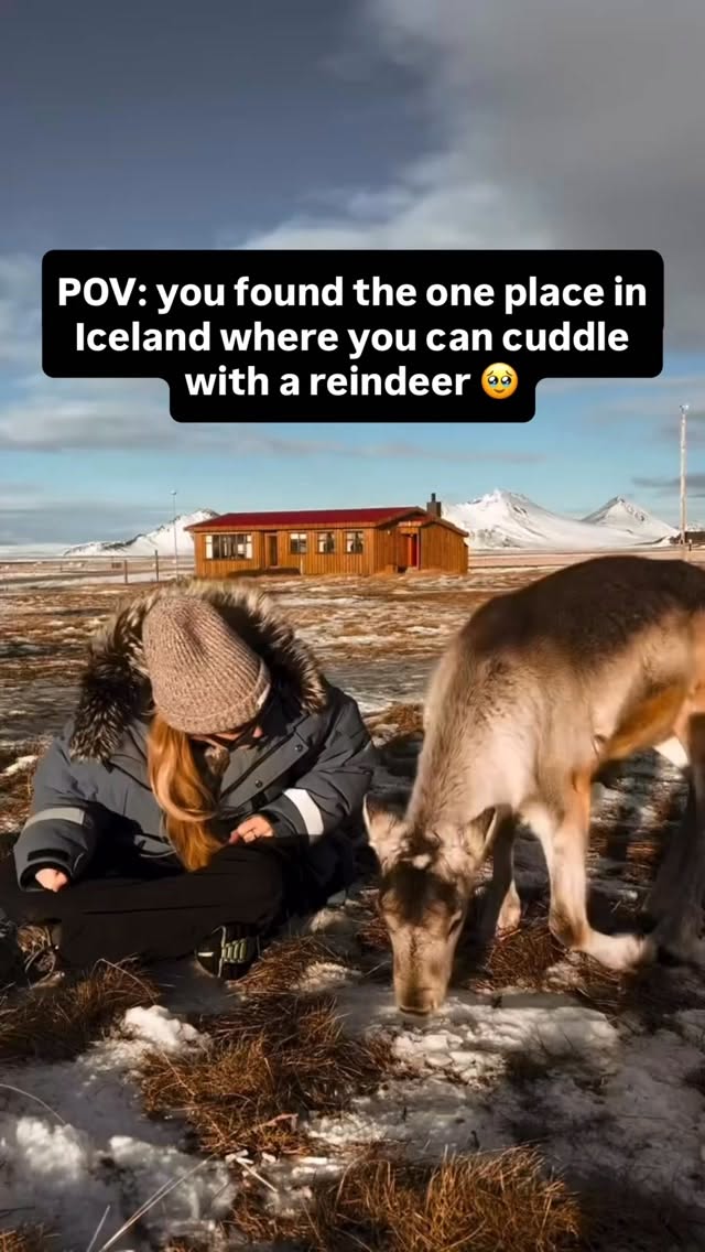 Icelandic Reindeer Encounters At Mountain Cafe