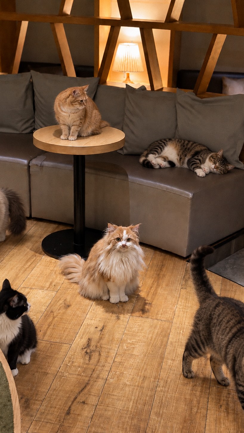 Shinjuku Cat Cafe Lounge MOCHA