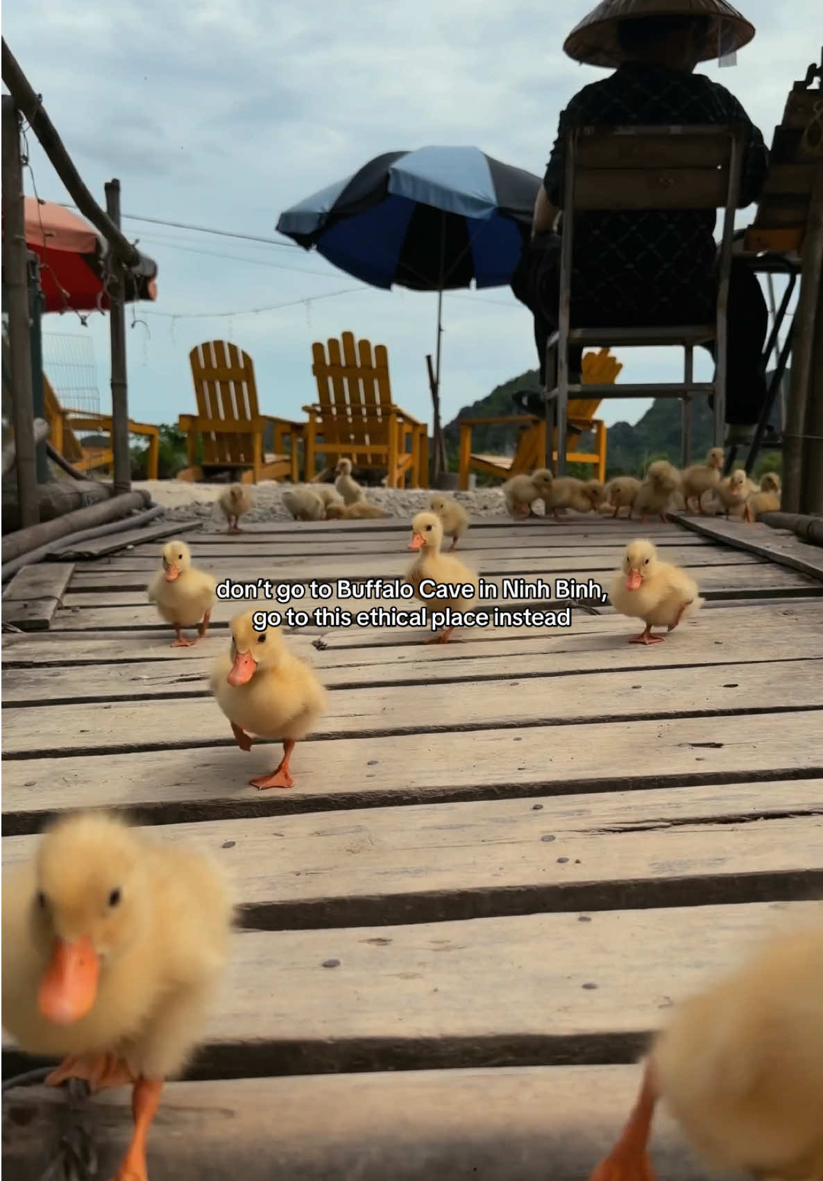 Ninh Binh Duckling Interactions and Karst Views