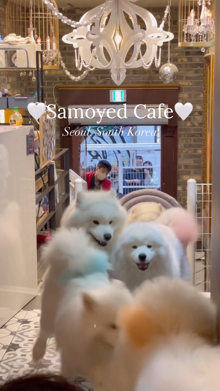 Samoyed Cafe: A Cozy Haven for Dog Lovers