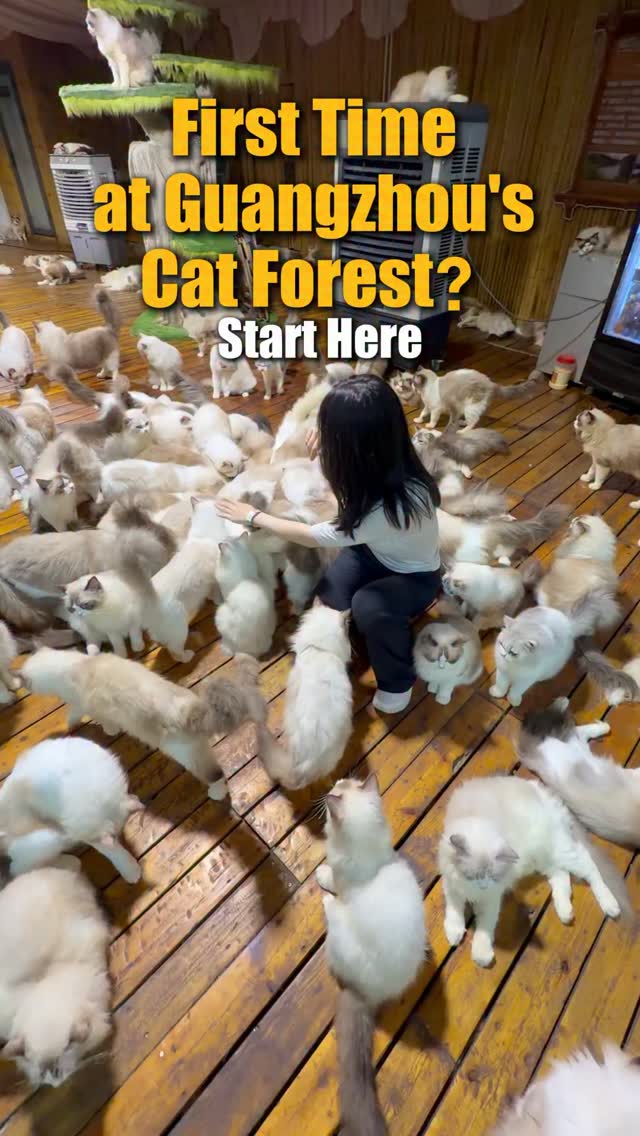 Guangzhou Cat Forest's Four Distinct Zones