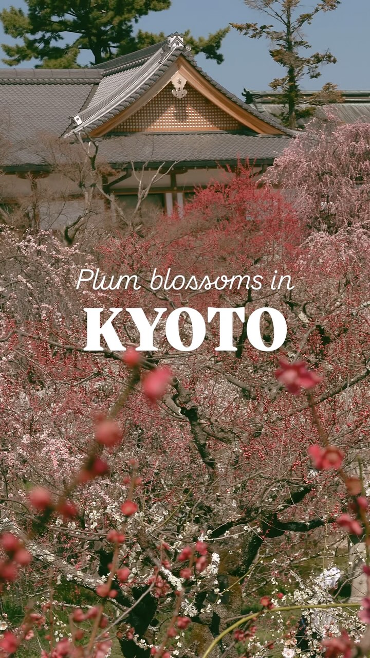 Kyoto Shrines Feature Beautiful Plum Blossoms