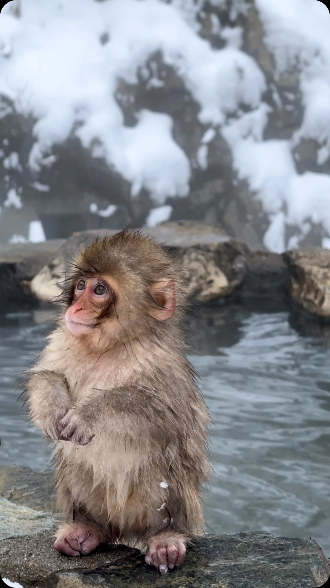 Snow Monkeys Bathe in Nagano's Hot Springs