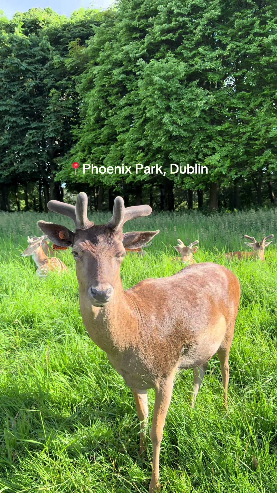 Phoenix Park: A Grand Urban Oasis