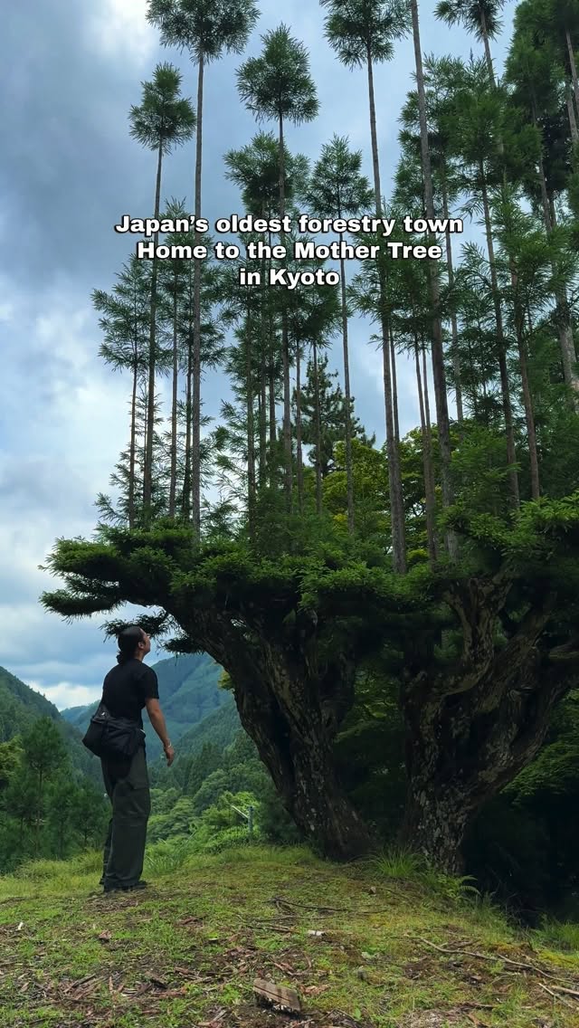Kyoto's Ancient Tea Room and Giant Trees