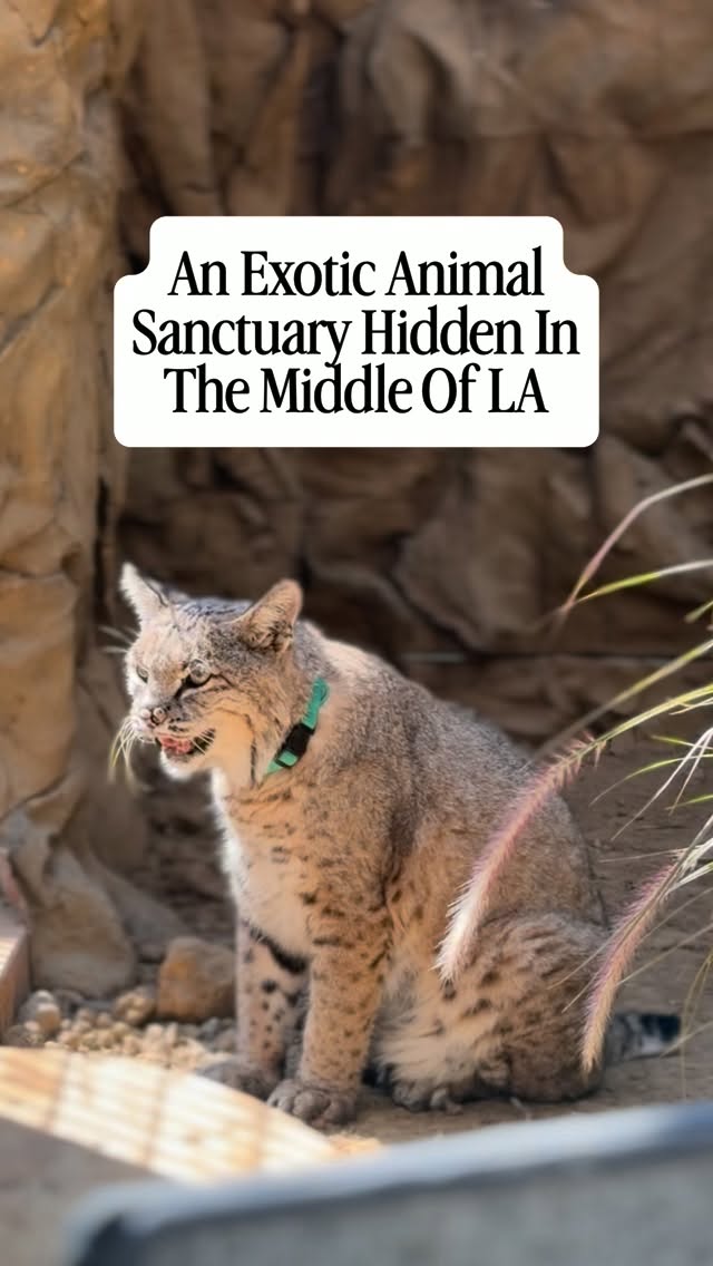 Wildlife Sanctuary Offers Unique Animal Encounters