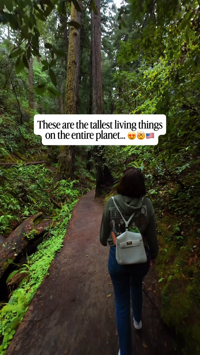 California's Giant Trees and Iconic Bridge