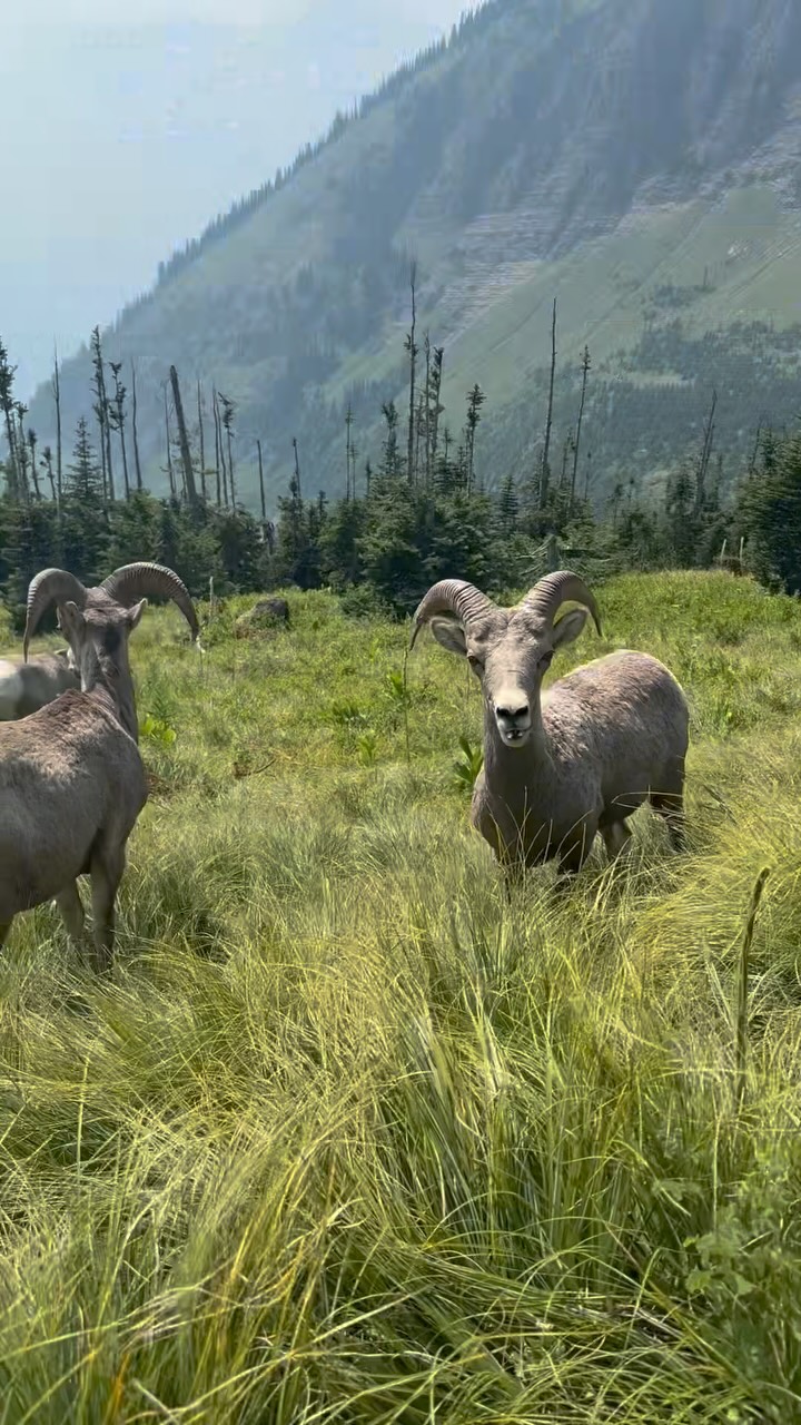 Glacier National Park and Grinnell Glacier Trail