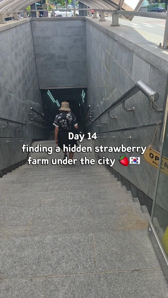 Urban Strawberry Farm Offers Local Experience