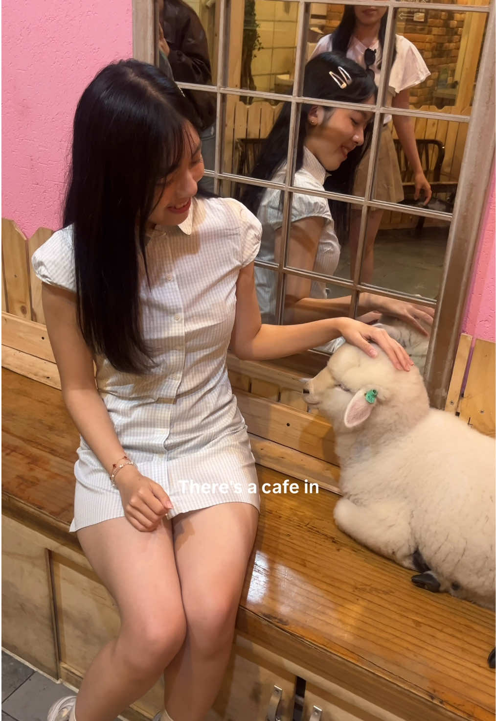 Thanks Nature Cafe: A Cute Sheep Cafe in Seoul