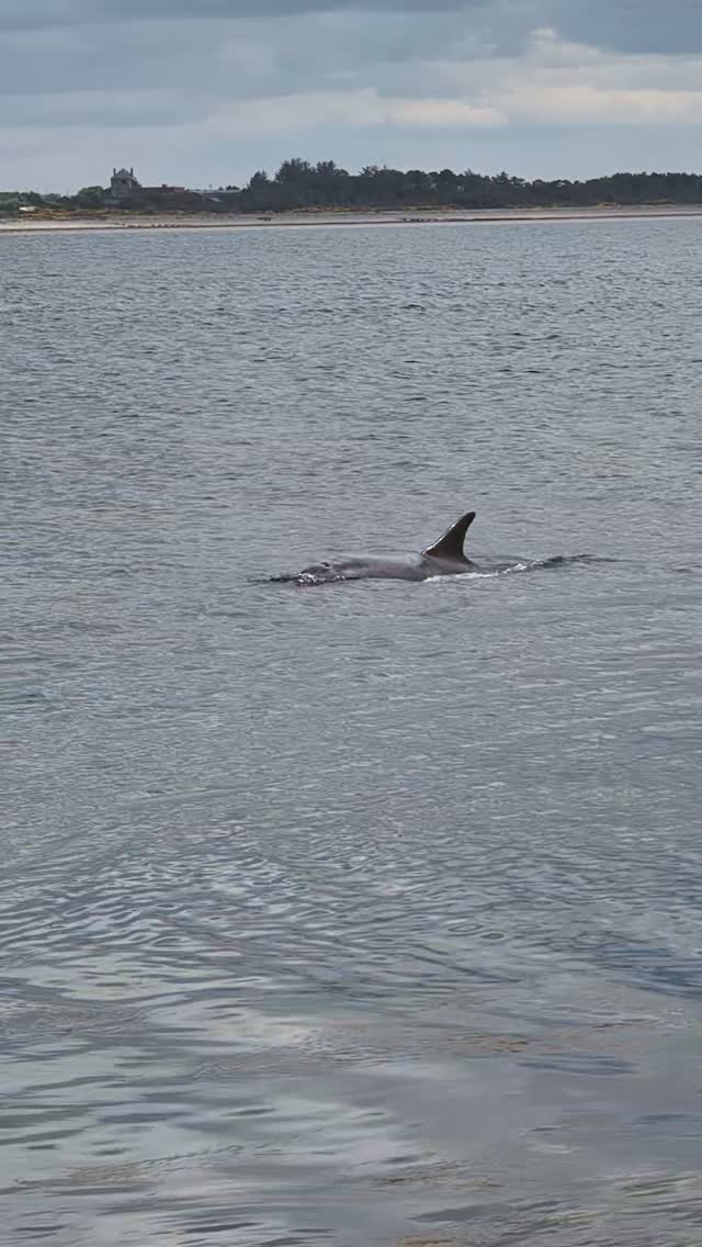 Dolphin Watching Hotspots in Scotland