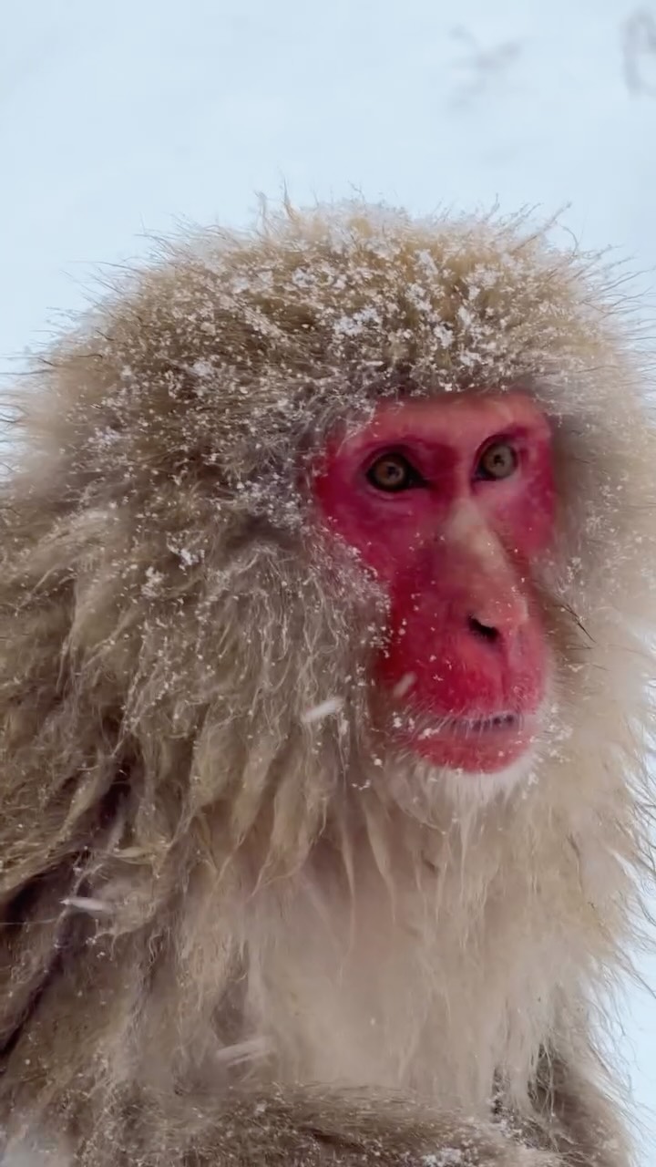 Snow Monkeys Roam Nagano's Jigokudani Park