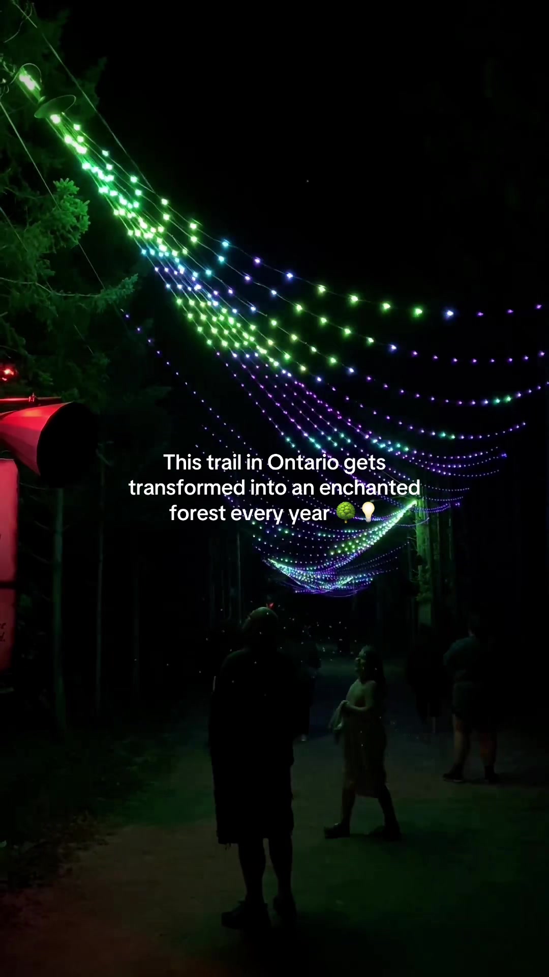 Enchanted Forest Trail Transforms For Holiday Light Display