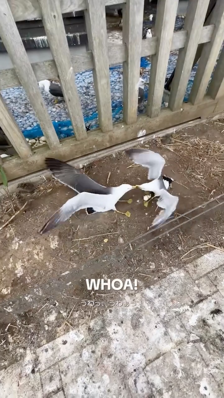 Kabushima Shrine: A Seagull Haven for Stock Market Prayers