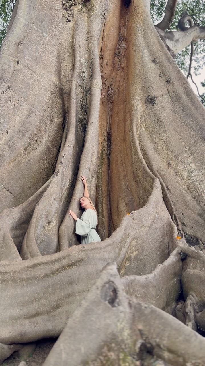 Sacred Bayan Tree's Ancient Embrace