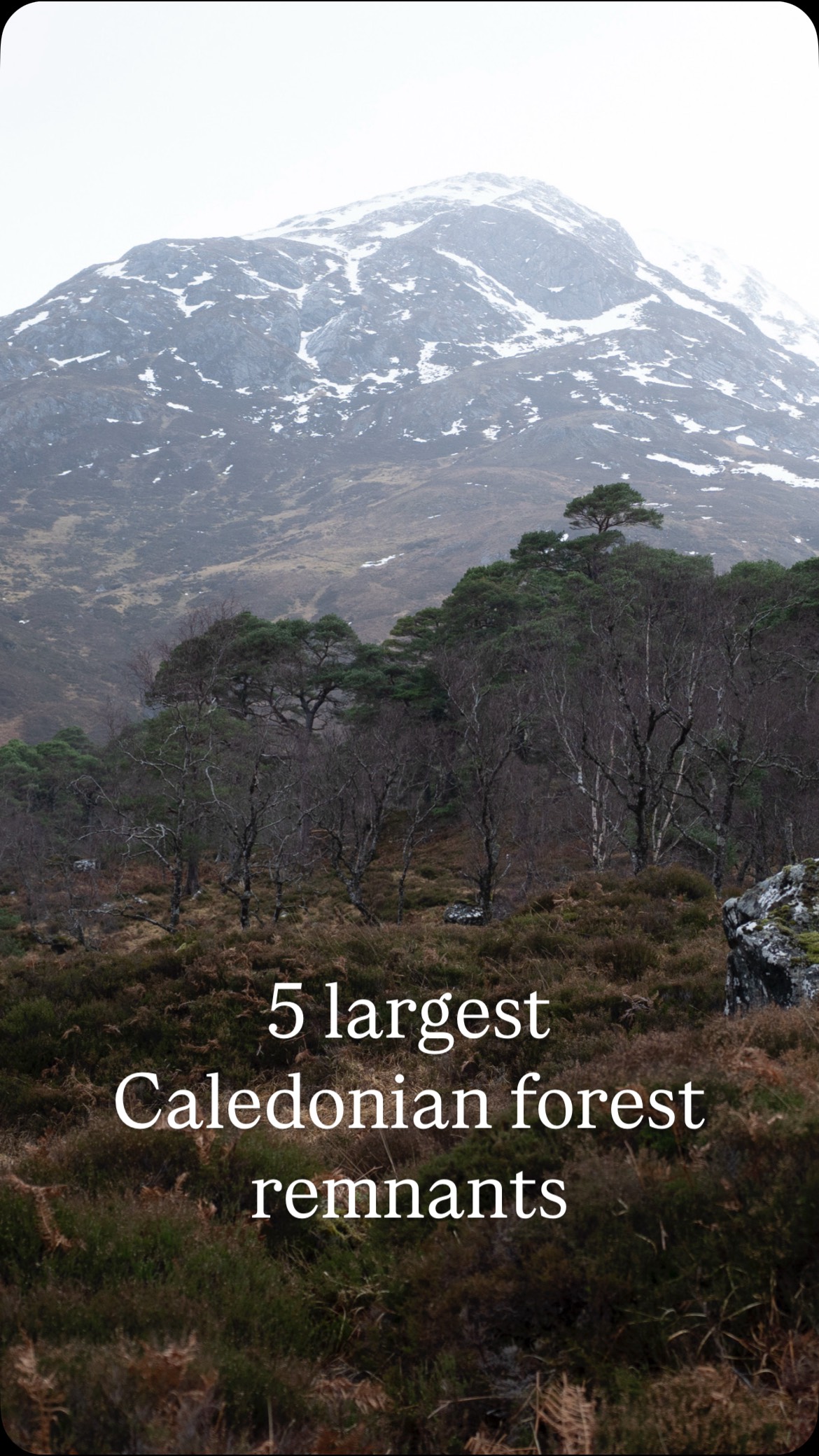 Scotland's Largest Caledonian Forest Remnants