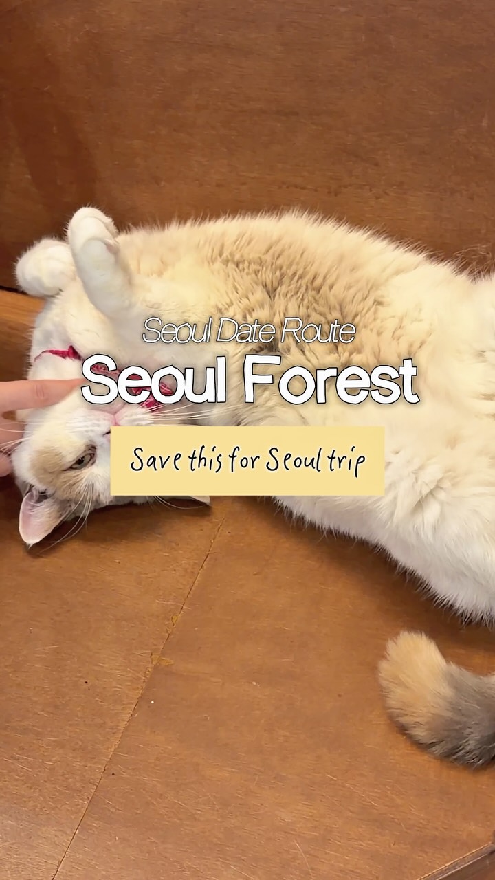 Seoul Forest Date Course: Park, Gardens, and Cat Cafe