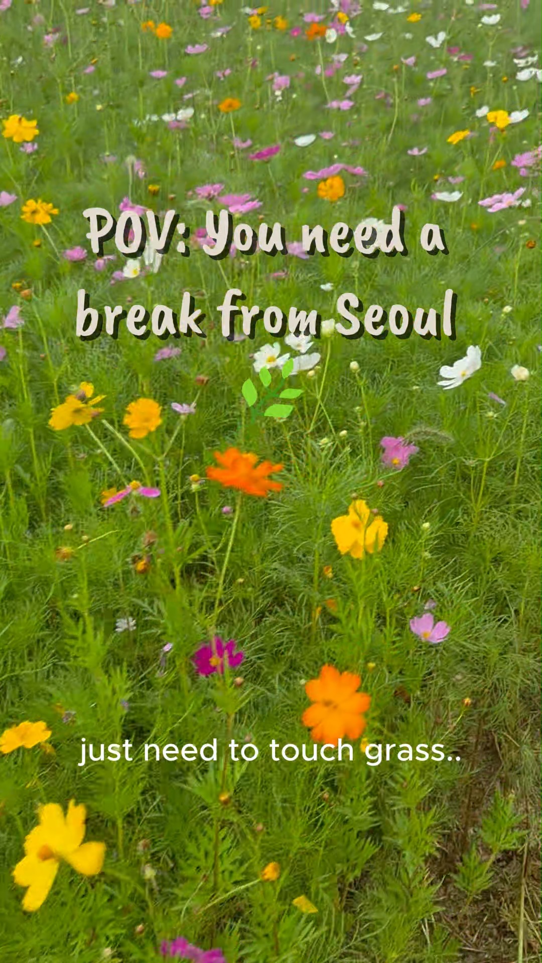 Nature Escapes Near Seoul: Rivers, Forests, Flowers