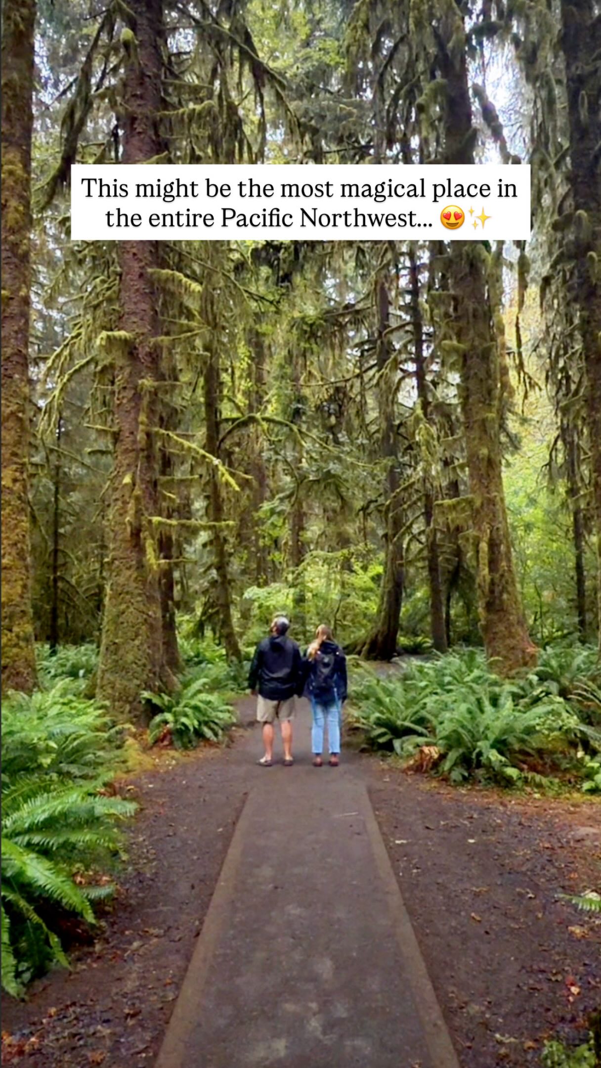 Olympic National Park's Enchanting Rainforests and Beaches