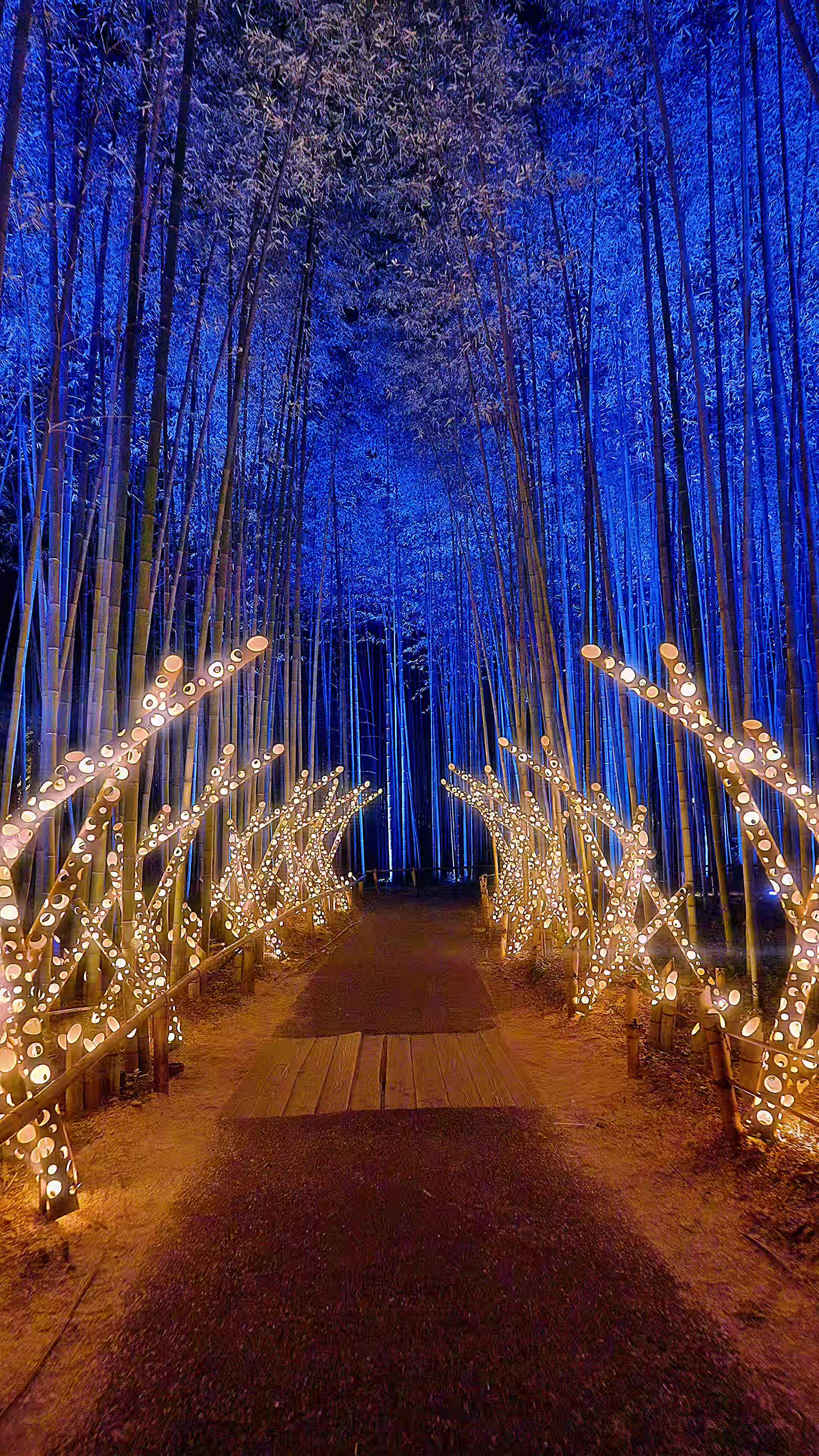 Arashiyama Bamboo Forest Light-Up