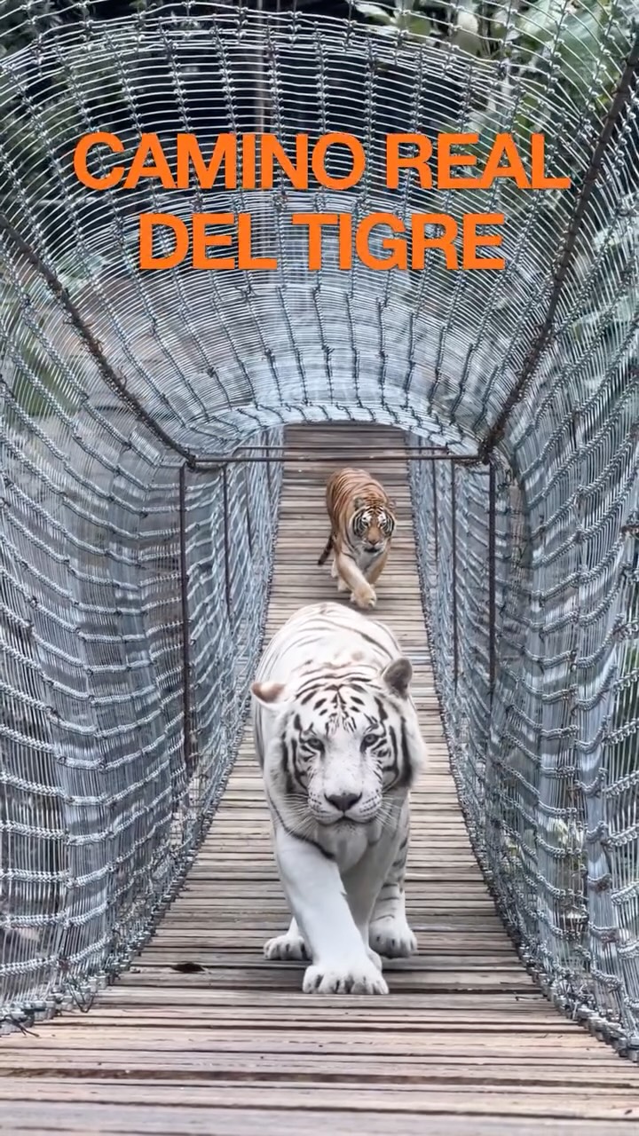 Mazamitla's Sierra del Tigre Nature Tours