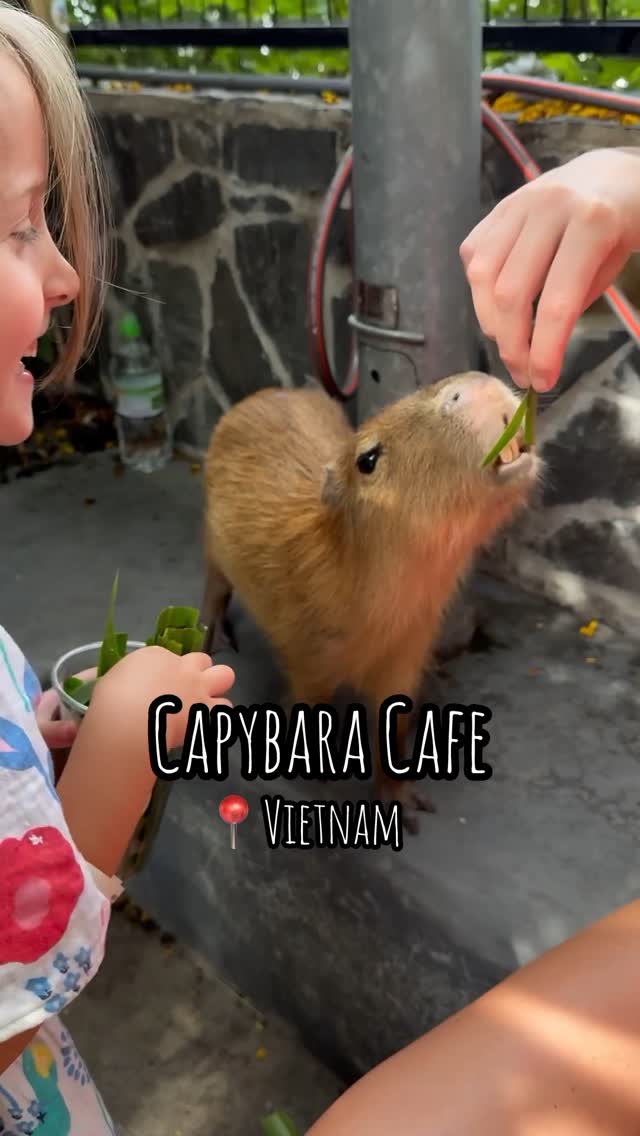 Kapi Cafe: A Capybara Encounter in Ho Chi Minh