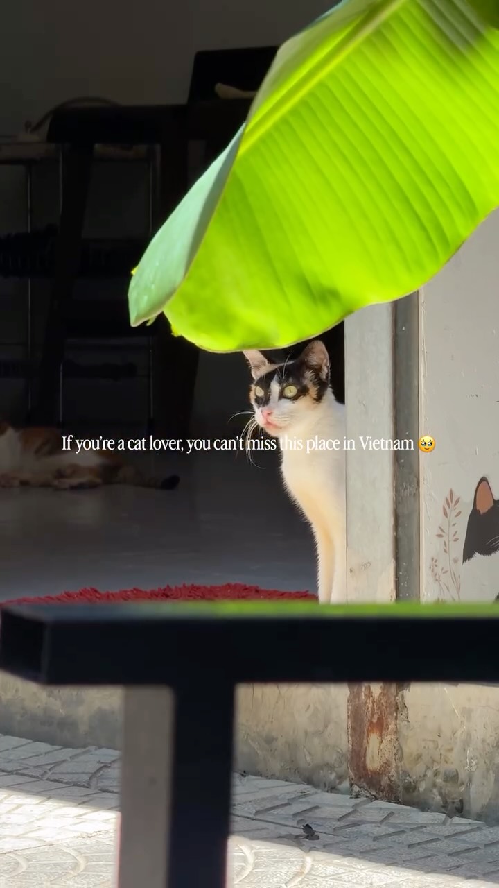 Rescue Cat Cafe With Over 100 Felines