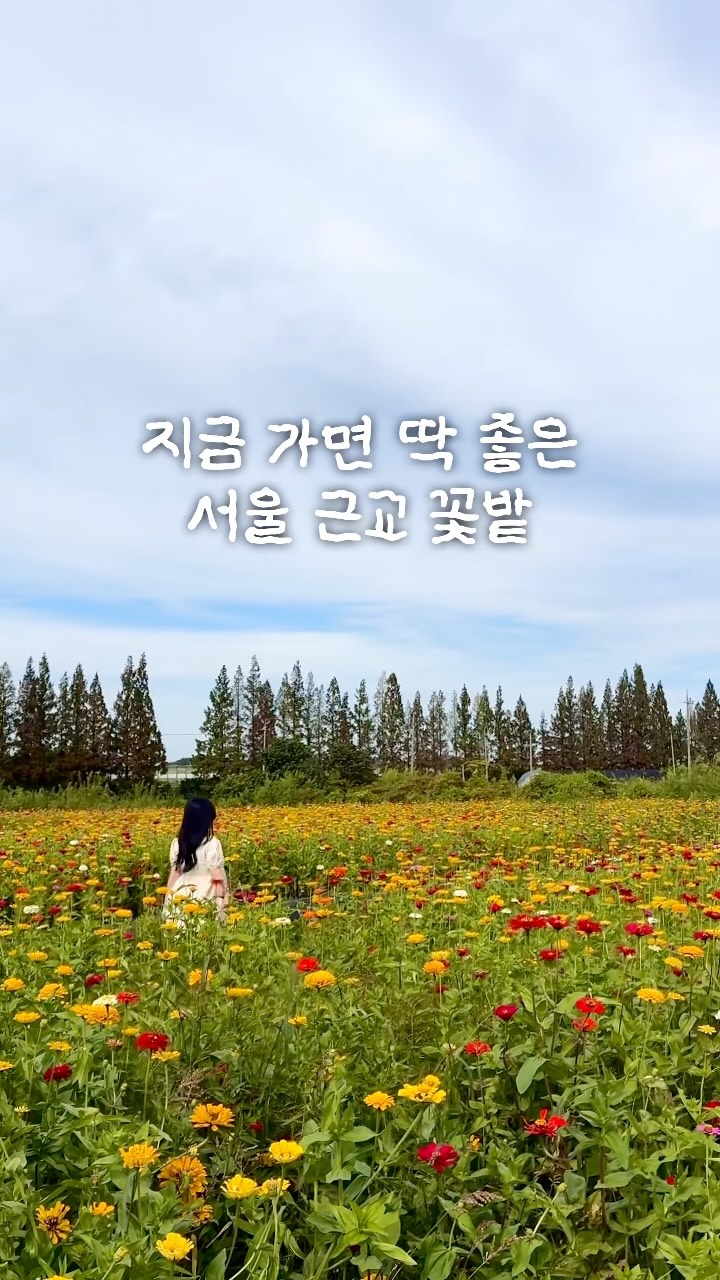 Gyeyang Araon: A Scenic Autumn Flower Field