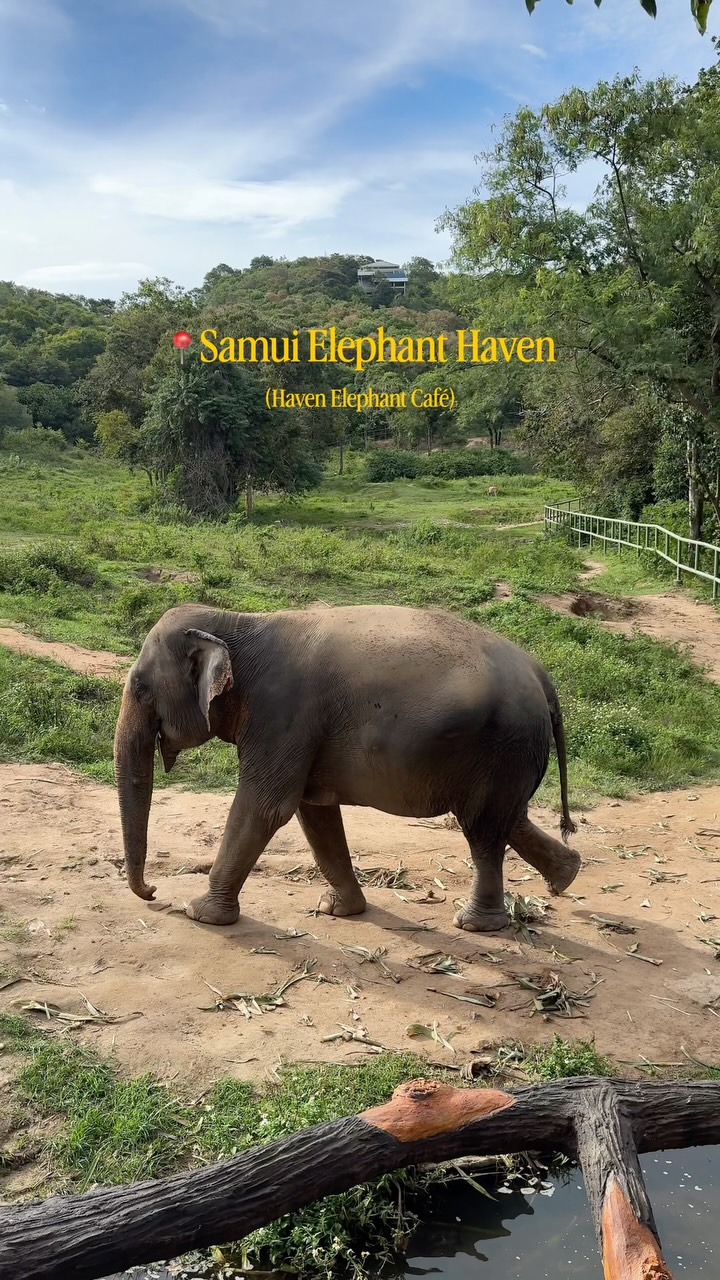 Ethical Elephant Sanctuaries Offer Cafe Experiences