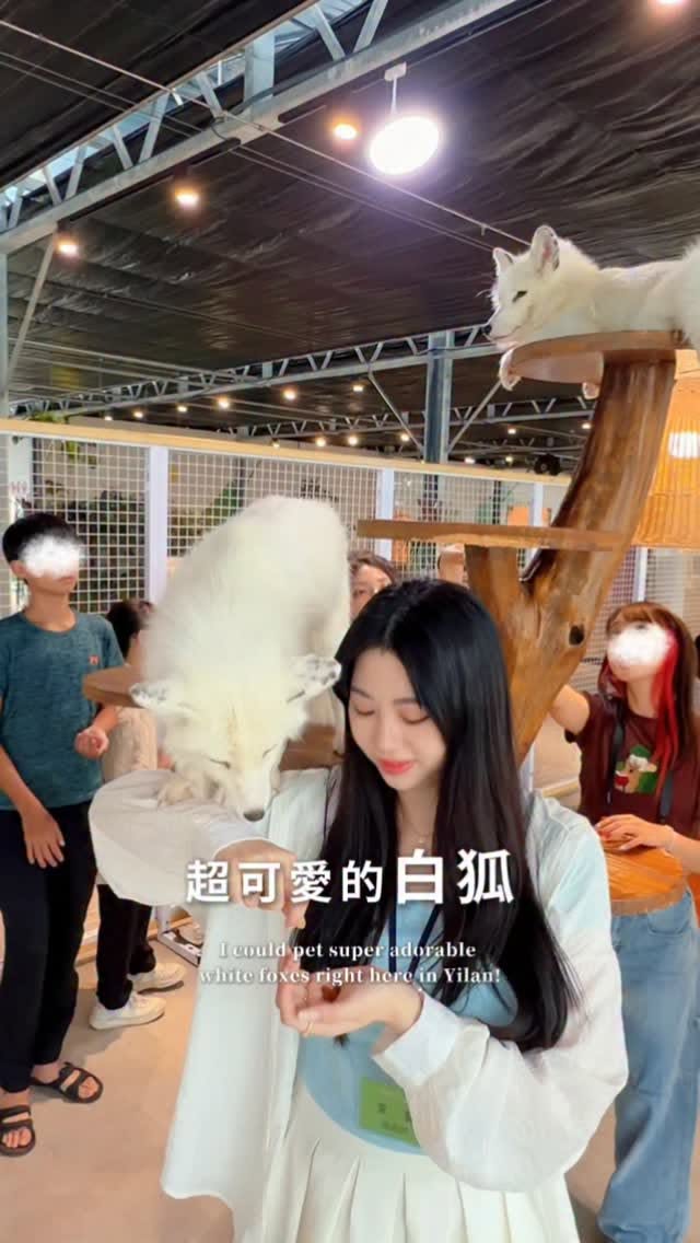 Taiwan Petting Zoo Features Adorable White Foxes