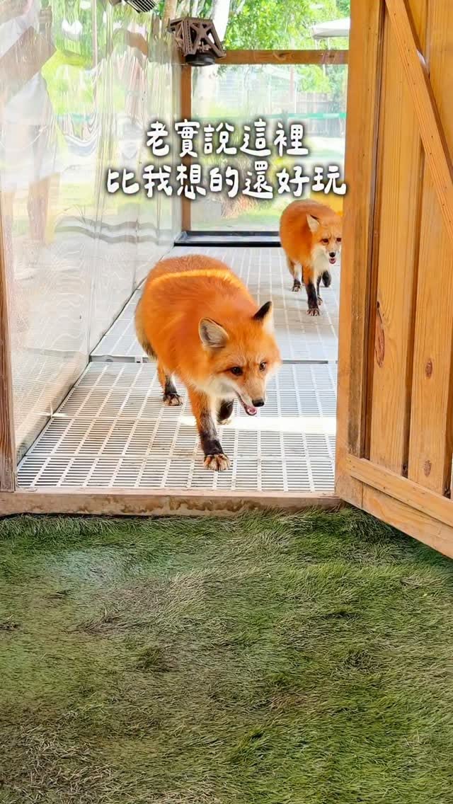 Explore Wild Forest Animal School in Kaohsiung