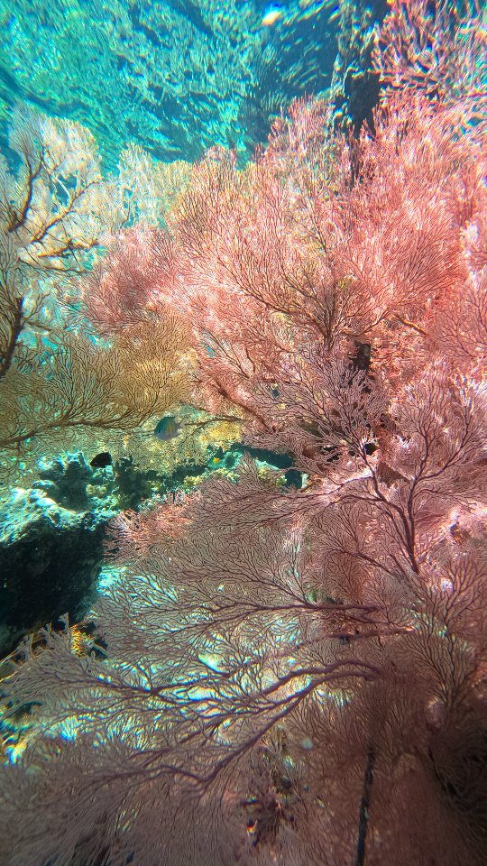 Togean Islands' Vibrant Underwater Coral Gardens