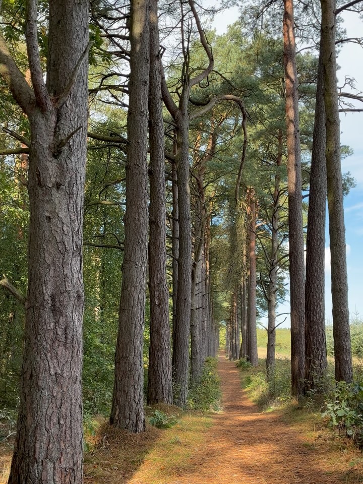 Rind Plantation and Skærbæk Lake Walking Route