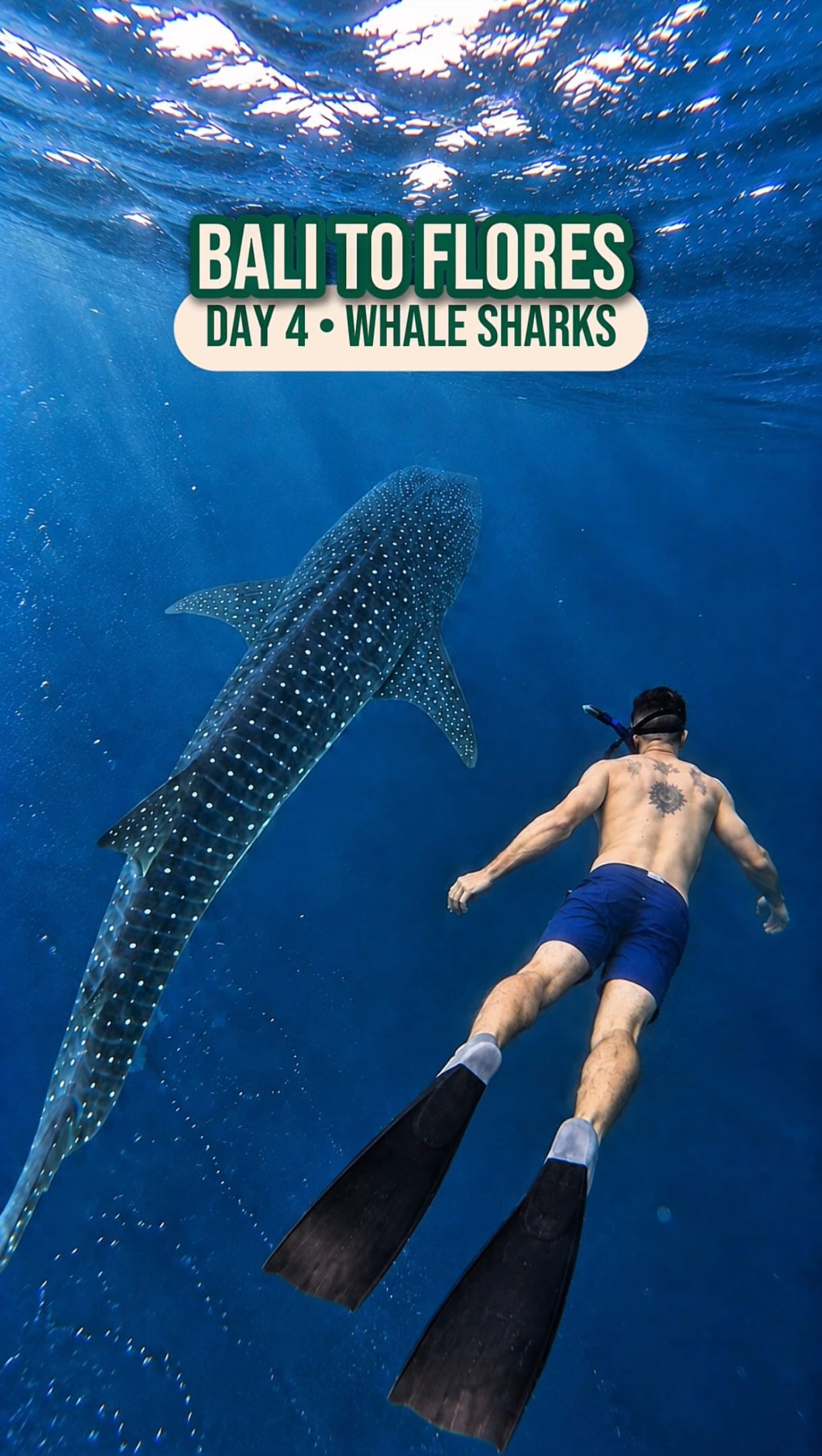 Whale Shark Encounters in Natural Habitat