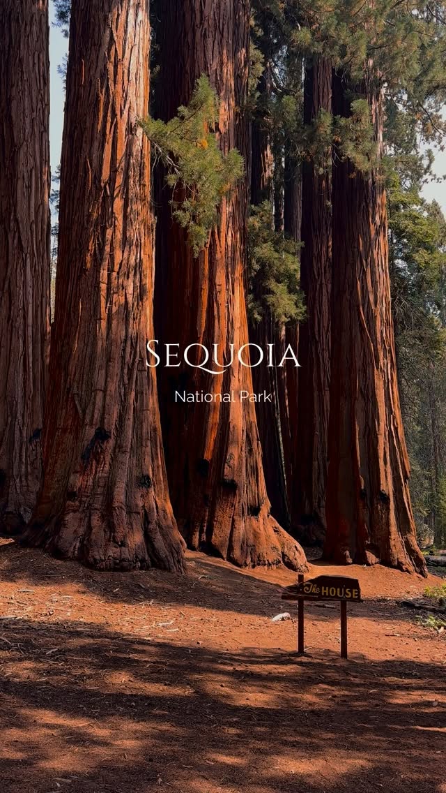 Giant Sequoia Hikes in Sequoia National Park